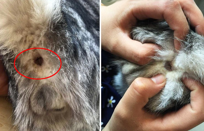 你了解猫咪的日常吗,你了解猫咪的眼睛吗