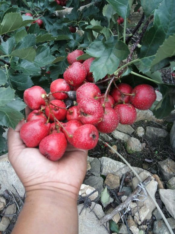 山上有一种红色的小果子,山上一种果子可生吃