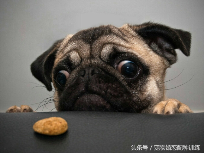 感情丰富、个性开朗，走起路来像拳击手，中国斧头犬