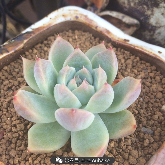 多肉植物新手养护指南最新,多肉植物养护的基础知识