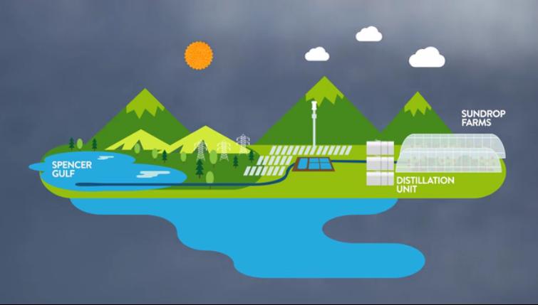 沙漠里种西红柿？澳大利亚15%西红柿来自这家沙漠农场