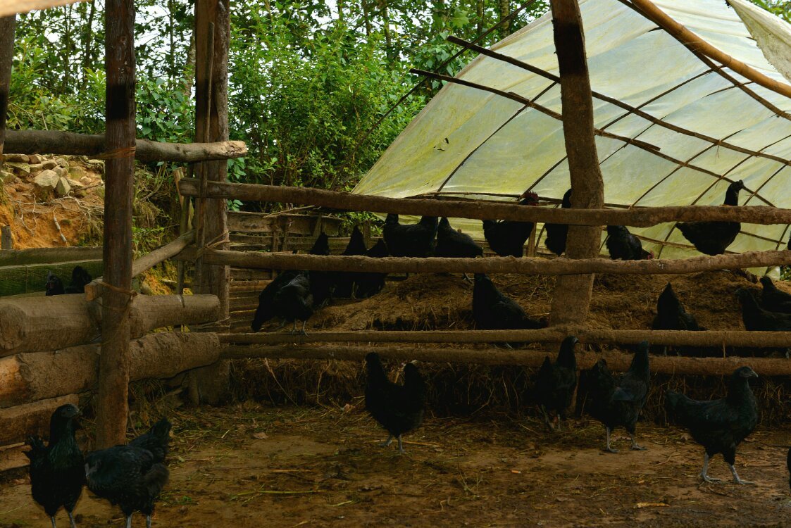 养鸡养羊还养生，德宏的这个地方，去了就不想走了！