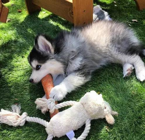 让哈士奇保持微笑一分钟,如何让哈士奇不再拆家