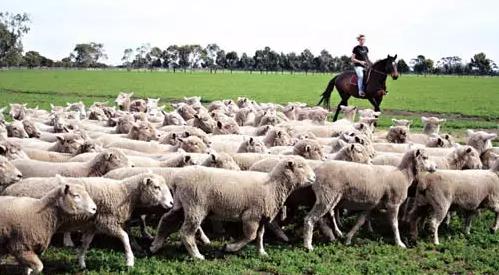 床单的面料支数和面料密度怎么看,家纺面料支数60s40s是什么意思