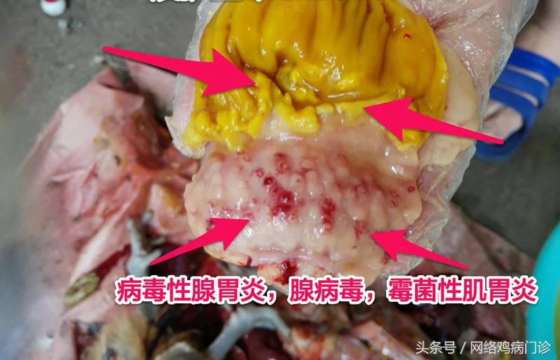 出诊记录之麻鸡再现新城疫流感混感