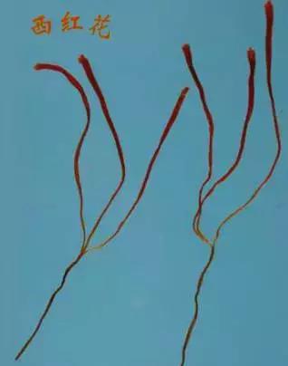 花草之精灵——此西红花，非彼红花