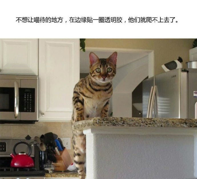 新手养猫指南养猫知识分享,第一次养猫新手必看的养猫攻略