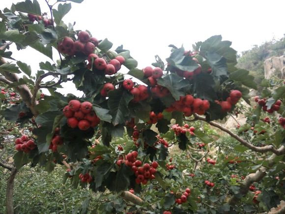 山上有一种红色的小果子,山上一种果子可生吃