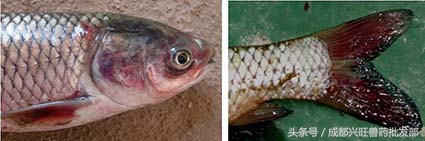 养鱼常见病常用药,养鱼出血病的防治