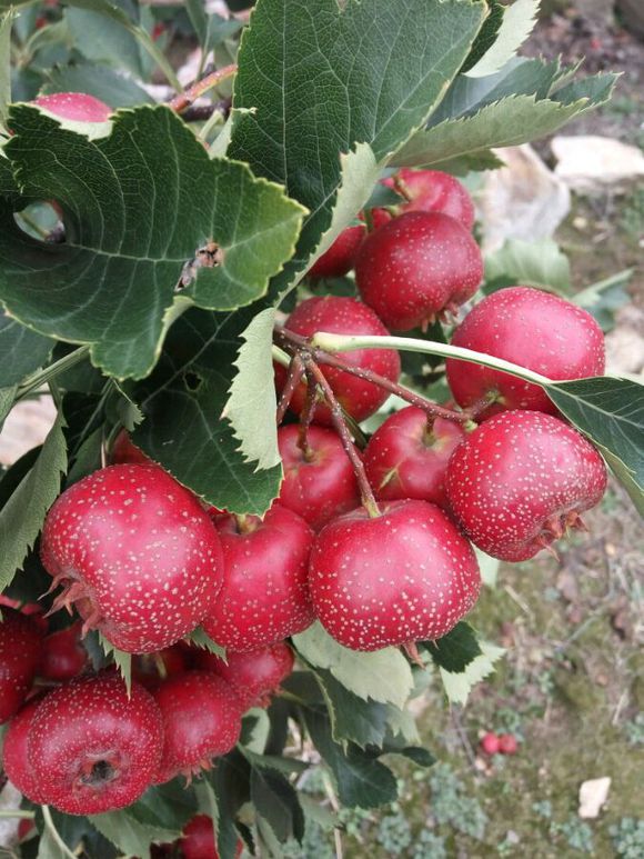 山上有一种红色的小果子,山上一种果子可生吃