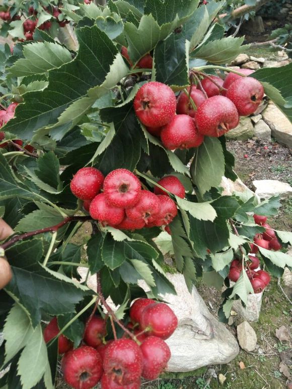 山上有一种红色的小果子,山上一种果子可生吃