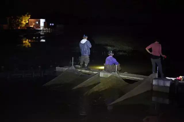 顺德禾虫吃起来是什么感觉,佛山哪里有禾虫吃