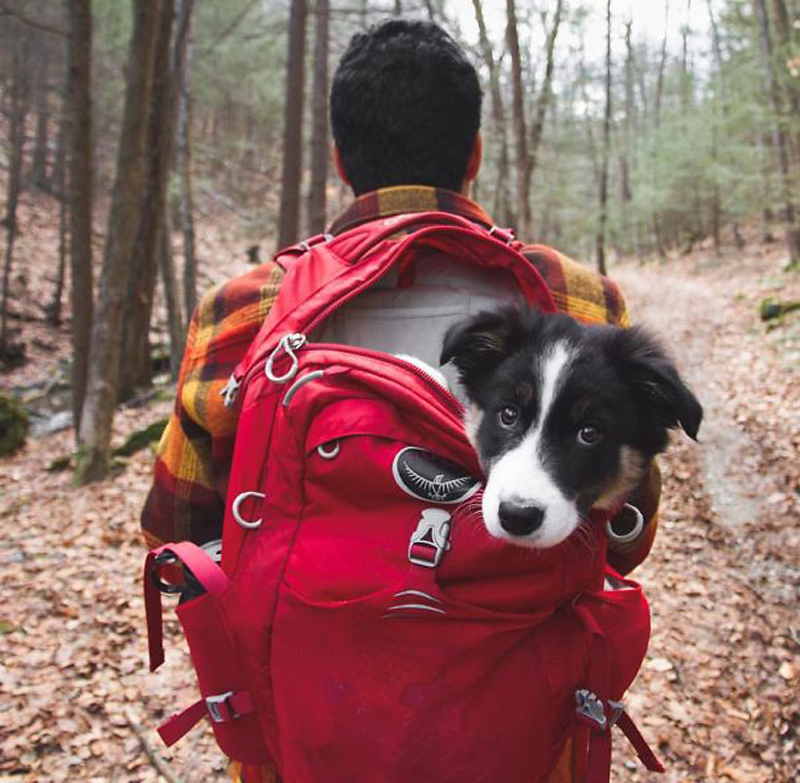 国庆节带狗狗适合去哪玩,国庆节狗狗出去浪