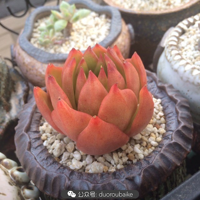 多肉植物新手养护指南最新,多肉植物养护的基础知识