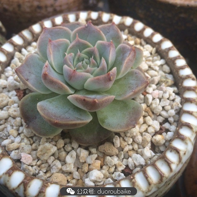 多肉植物新手养护指南最新,多肉植物养护的基础知识