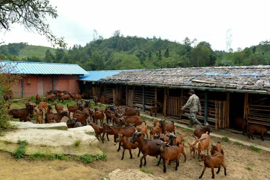 养鸡养羊还养生，德宏的这个地方，去了就不想走了！