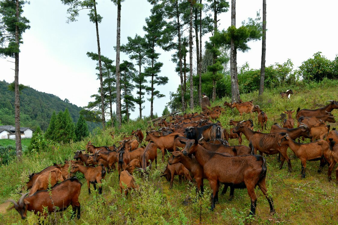 养鸡养羊还养生，德宏的这个地方，去了就不想走了！