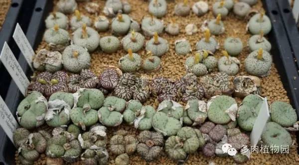 边走边看日本番杏之王DTさん多肉大棚