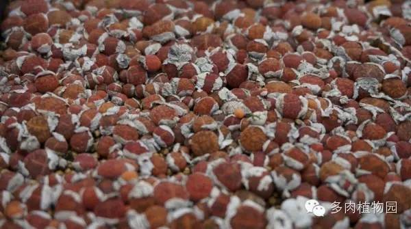 边走边看日本番杏之王DTさん多肉大棚