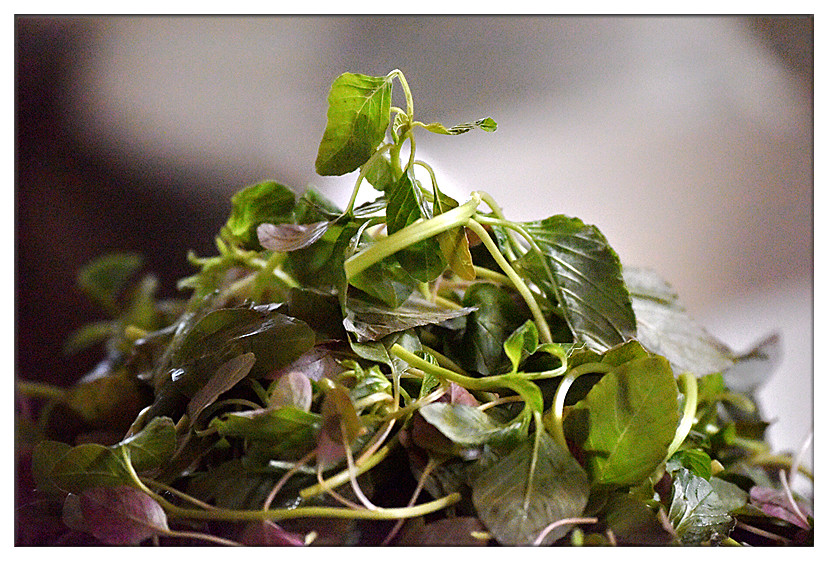 富民东村青泉山庄温泉视频,富民县东村镇青泉温泉