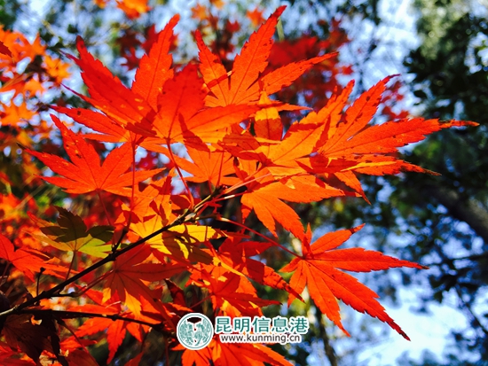 今年国庆节节昆明八大公园免费,昆明国庆节免费开放公园