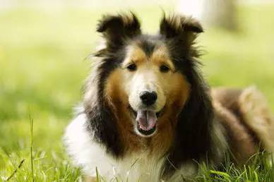 养不起自己一个月生活费视频,养不起来的狗多少钱