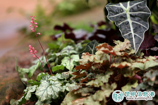 今年国庆节节昆明八大公园免费,昆明国庆节免费开放公园