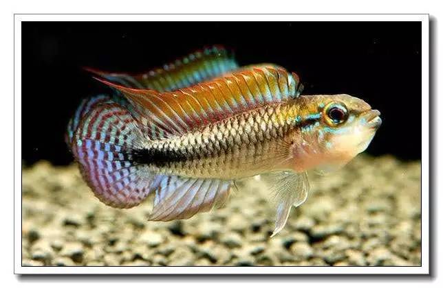 南美短鲷繁殖后注意事项,南美短鲷组缸怎么养