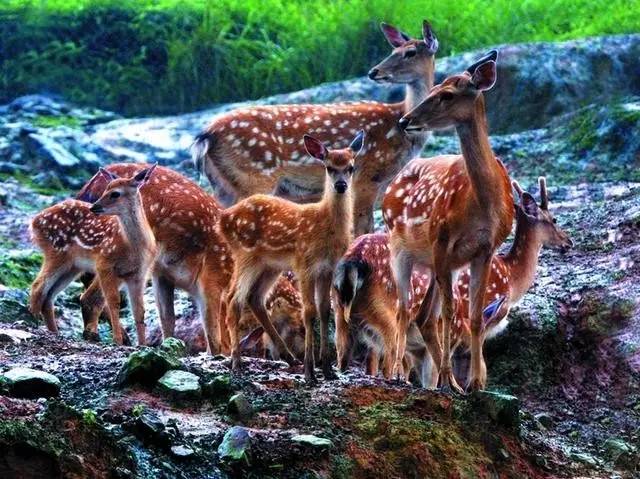 2020年重庆国庆节期间景区排名 (重庆国庆节期间景区推荐)