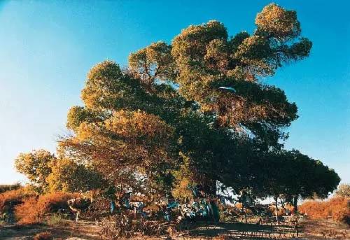 国庆节特别策划②乐游·邂逅深秋醉美的内蒙古