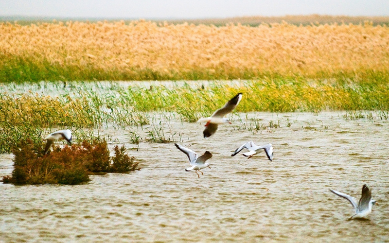 国庆节特别策划②乐游·邂逅深秋醉美的内蒙古