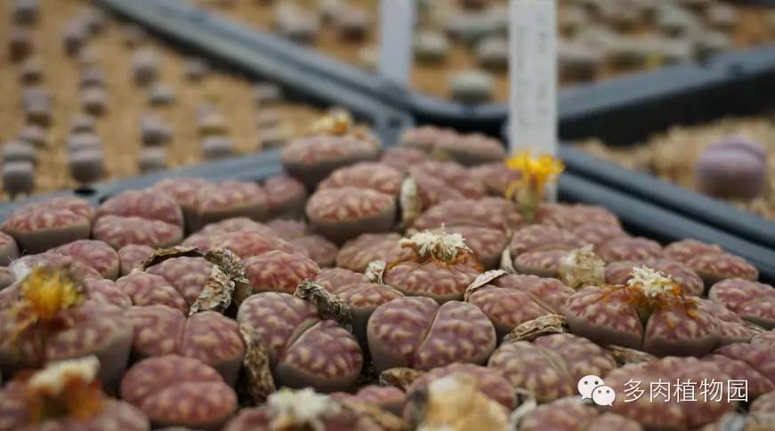 边走边看日本番杏之王DTさん多肉大棚