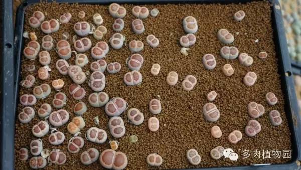 边走边看日本番杏之王DTさん多肉大棚