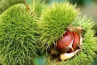 安徽特产必买的10款,安徽必买的十大特产零食