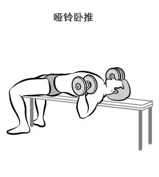 在家用哑铃锻炼背详细教学,瘦子在家哑铃锻炼全身肌肉