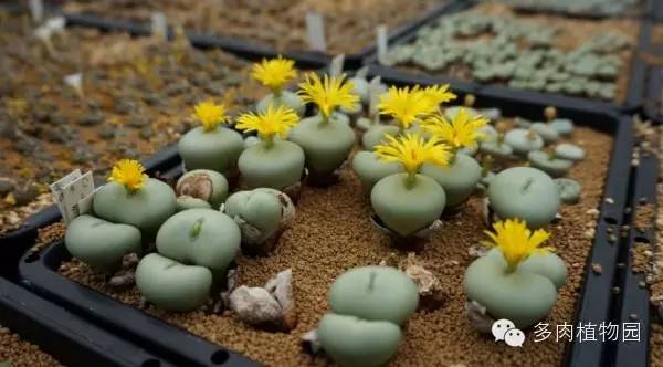 边走边看日本番杏之王DTさん多肉大棚