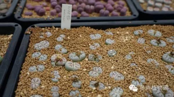 边走边看日本番杏之王DTさん多肉大棚