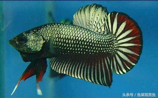 泰国斗鱼有多吸引人,泰国斗鱼动来动去