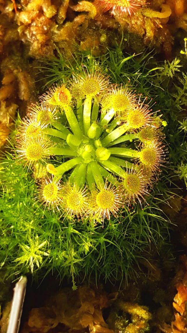 向阳的玻璃花房,玻璃花房设计建造