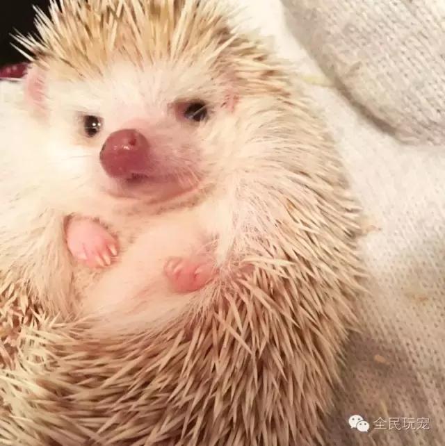 养刺猬有什么烦恼,养刺猬的人多吗