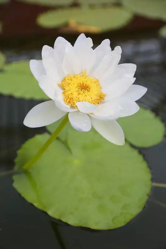 广州莲花山睡莲池,广州市莲花山睡莲