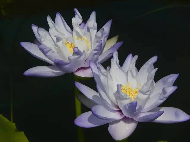 广州莲花山睡莲池,广州市莲花山睡莲