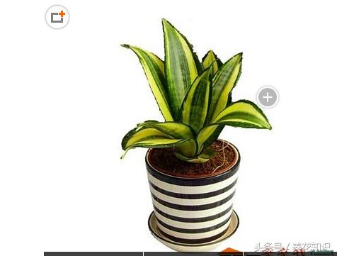 彩色仙人球含甲醛吗,仙人球吸甲醛效果好吗