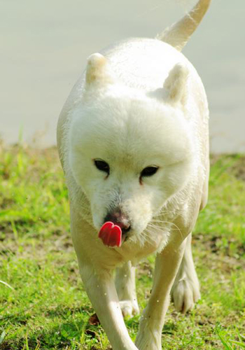 大白熊好养吗一个月开销多少,大白熊能在什么城市养