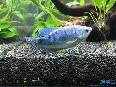 热带小型观赏鱼曼龙鱼一天喂几次,曼龙鱼可以和热带小鱼一起养么