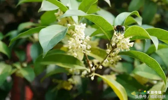 最美的5个赏桂好去处,不错过金秋赏桂好时节