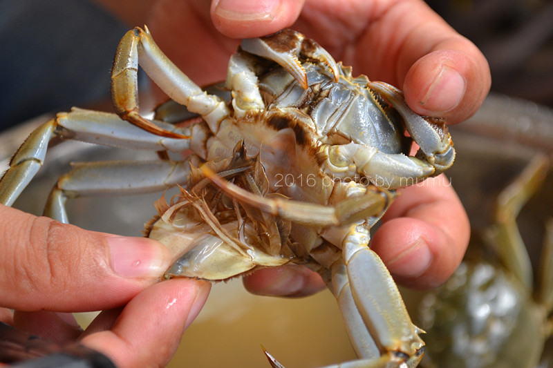 螃蟹怎么清洗干净最快方法,冷冻的螃蟹怎么清洗干净