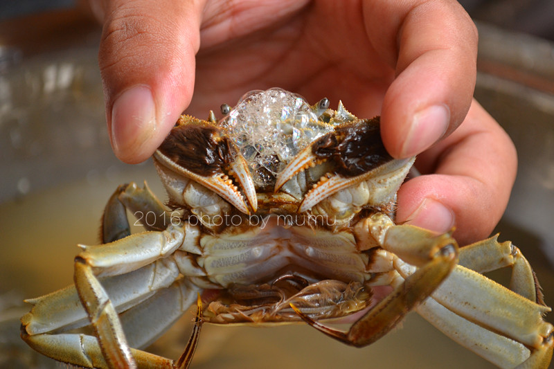 螃蟹怎么清洗干净最快方法,冷冻的螃蟹怎么清洗干净