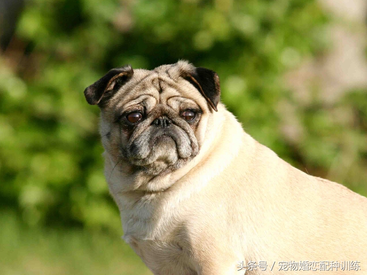 感情丰富、个性开朗，走起路来像拳击手，中国斧头犬