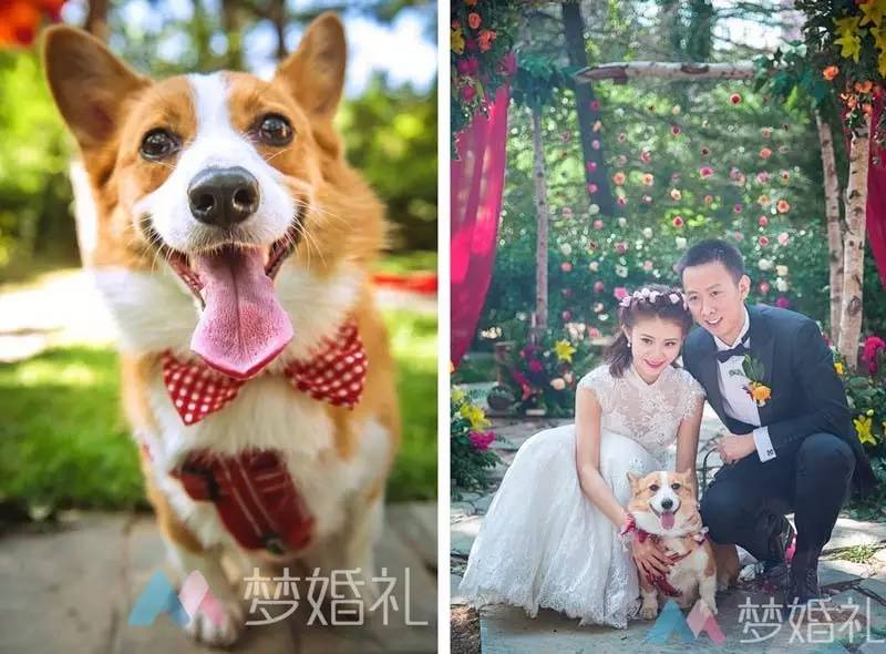 这场还原“暮光之城”的波西米亚婚礼，一只心机柯基成功抢镜